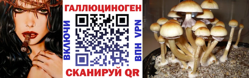 Купить Салаир Галлюциногенные грибы MAGIC MUSHROOMS